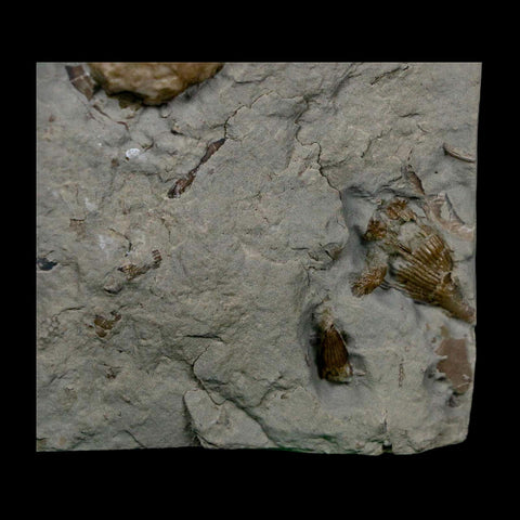 1" Holocystites Sp Crinoid In Matrix Fossil Silurian Age Osgood Shale Napoleon Indiana - Fossil Age Minerals