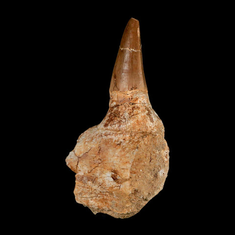 3.2" Mosasaur Prognathodon Fossil Tooth Jaw Section Cretaceous Dinosaur Era COA