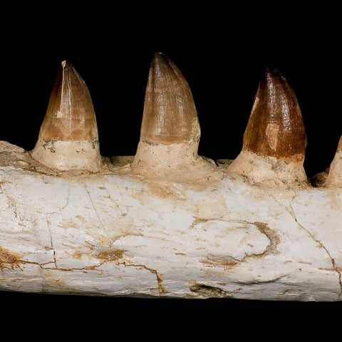 17.3" Mosasaur Prognathodon Fossil Jaw Section Teeth Cretaceous Dinosaur Era COA