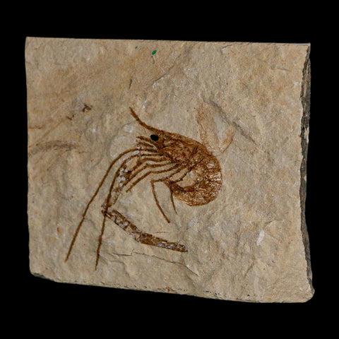 1.4" Fossil Shrimp Carpopenaeus Cretaceous Age 100 Mil Yrs Old Lebanon COA - Fossil Age Minerals