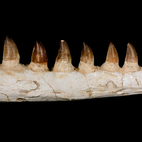 17.3" Mosasaur Prognathodon Fossil Jaw Section Teeth Cretaceous Dinosaur Era COA