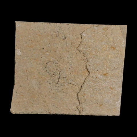 1.4" Fossil Shrimp Carpopenaeus Cretaceous Age 100 Mil Yrs Old Lebanon COA - Fossil Age Minerals