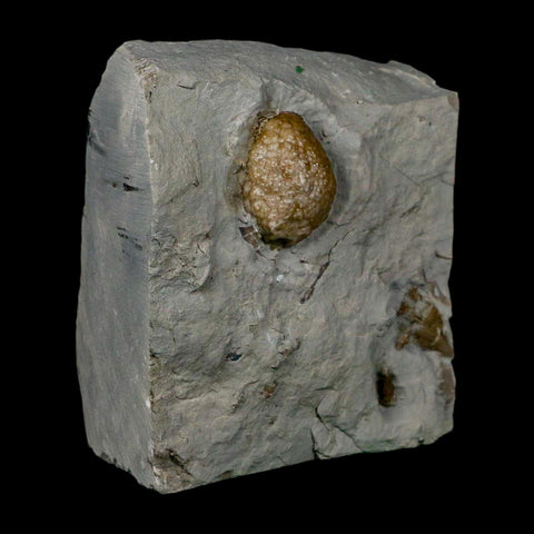 1" Holocystites Sp Crinoid In Matrix Fossil Silurian Age Osgood Shale Napoleon Indiana - Fossil Age Minerals