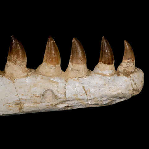 17.3" Mosasaur Prognathodon Fossil Jaw Section Teeth Cretaceous Dinosaur Era COA