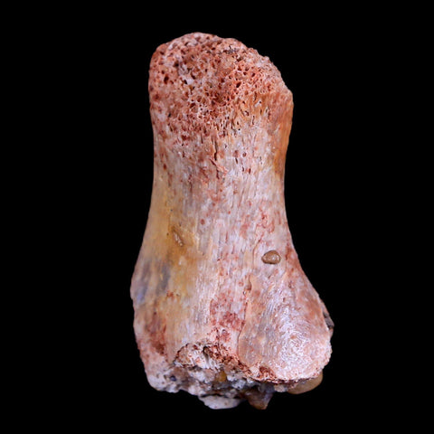 1.5" Crocodile Fossil Toe Bone Hell Creek FM Cretaceous Dinosaur Age MT - Fossil Age Minerals