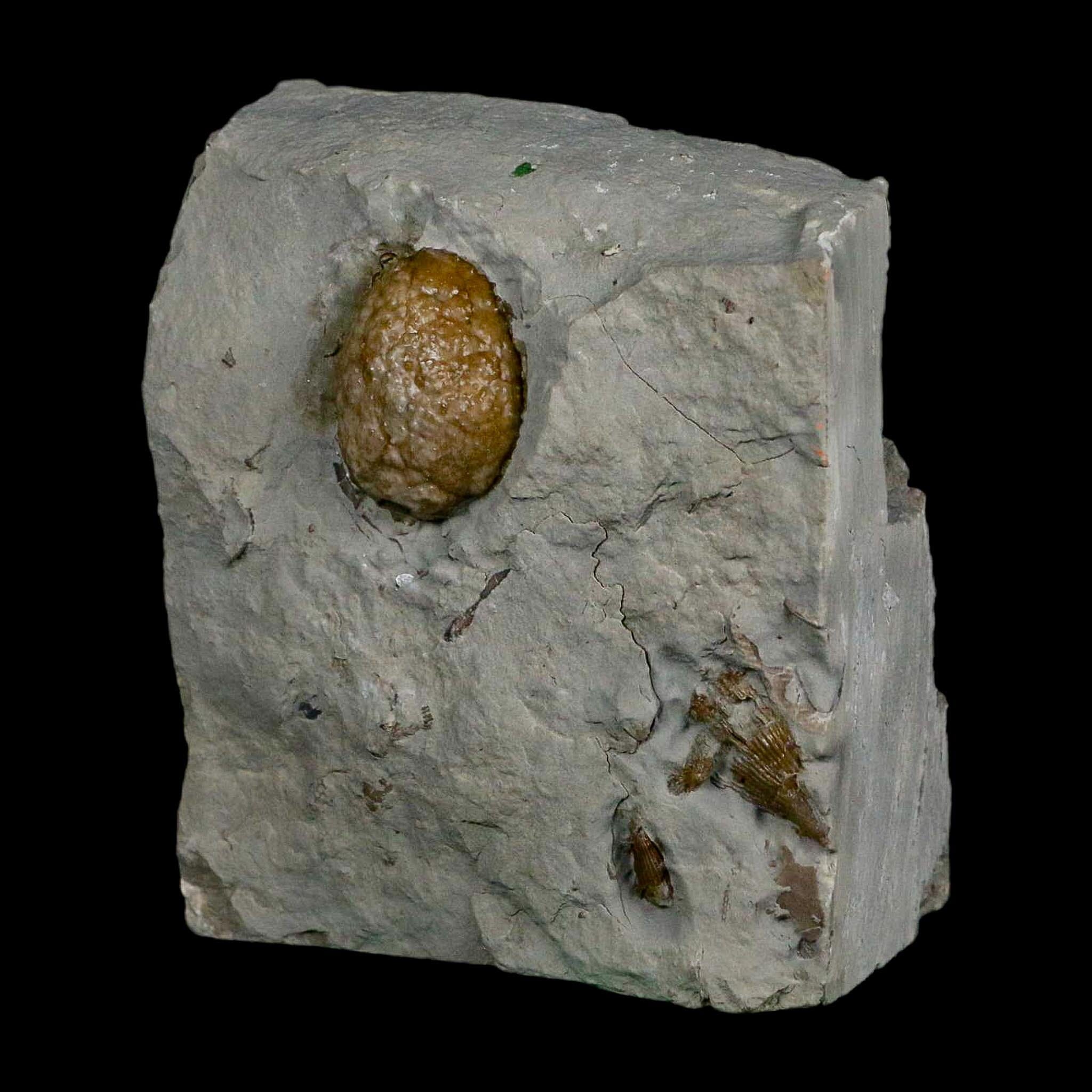 1" Holocystites Sp Crinoid In Matrix Fossil Silurian Age Osgood Shale Napoleon Indiana - Fossil Age Minerals