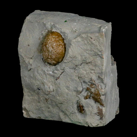 1" Holocystites Sp Crinoid In Matrix Fossil Silurian Age Osgood Shale Napoleon Indiana - Fossil Age Minerals