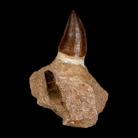 3.2" Mosasaur Prognathodon Fossil Tooth Jaw Section Cretaceous Dinosaur Era COA