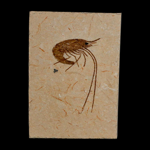 1.8" Fossil Shrimp Carpopenaeus Cretaceous Age 100 Mil Yrs Old Lebanon COA - Fossil Age Minerals