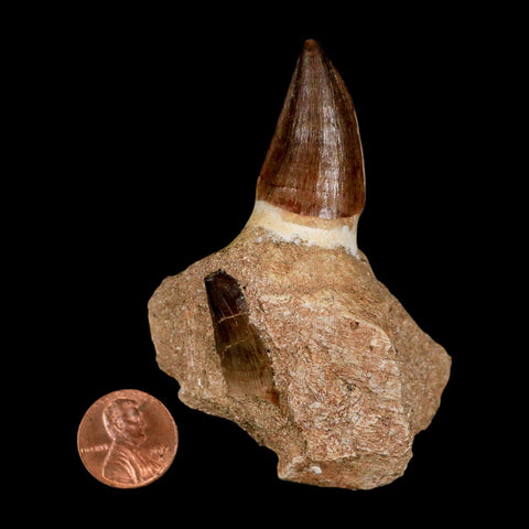 3.2" Mosasaur Prognathodon Fossil Tooth Jaw Section Cretaceous Dinosaur Era COA
