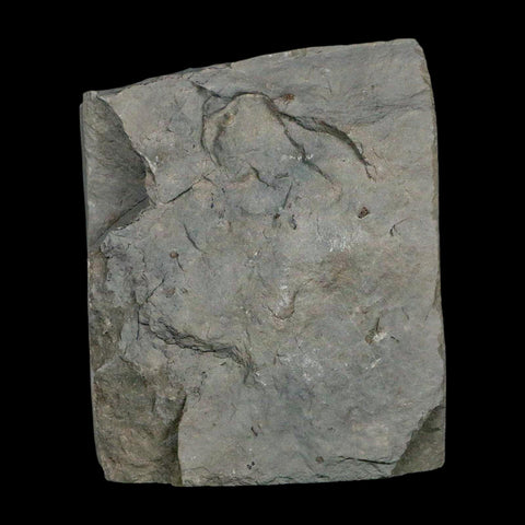 1" Holocystites Sp Crinoid In Matrix Fossil Silurian Age Osgood Shale Napoleon Indiana - Fossil Age Minerals