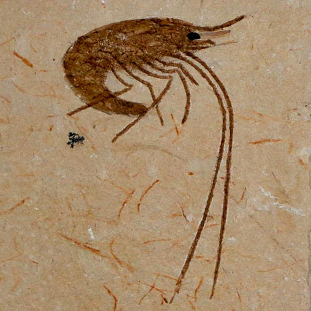 1.8" Fossil Shrimp Carpopenaeus Cretaceous Age 100 Mil Yrs Old Lebanon COA