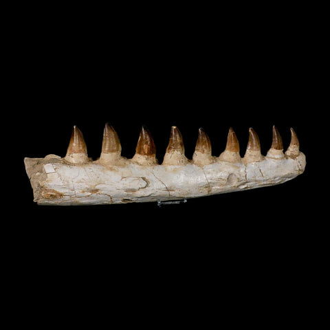 17.3" Mosasaur Prognathodon Fossil Jaw Section Teeth Cretaceous Dinosaur Era COA