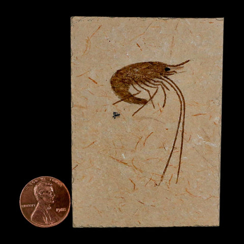 1.8" Fossil Shrimp Carpopenaeus Cretaceous Age 100 Mil Yrs Old Lebanon COA - Fossil Age Minerals
