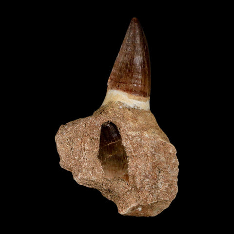 3.2" Mosasaur Prognathodon Fossil Tooth Jaw Section Cretaceous Dinosaur Era COA