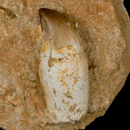 1.9" Mosasaur Prognathodon Fossil Tooth Rooted In Matrix Cretaceous Dinosaur Era