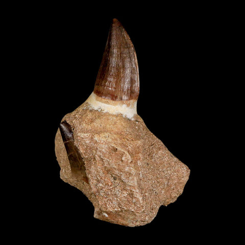3.2" Mosasaur Prognathodon Fossil Tooth Jaw Section Cretaceous Dinosaur Era COA