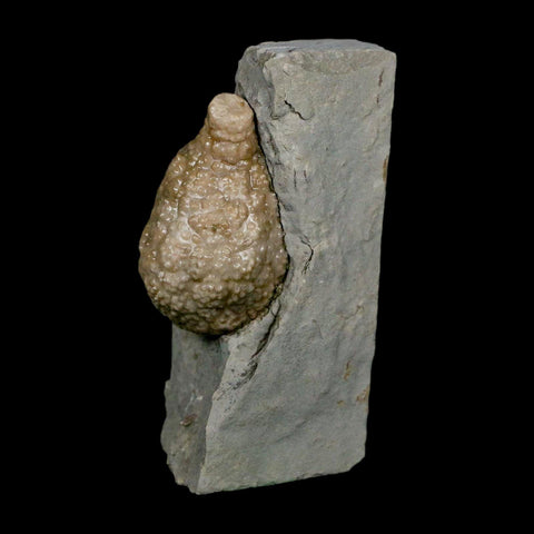 1.6" Holocystites Sp Crinoid In Matrix Fossil Silurian Age Osgood Shale Napoleon Indiana - Fossil Age Minerals