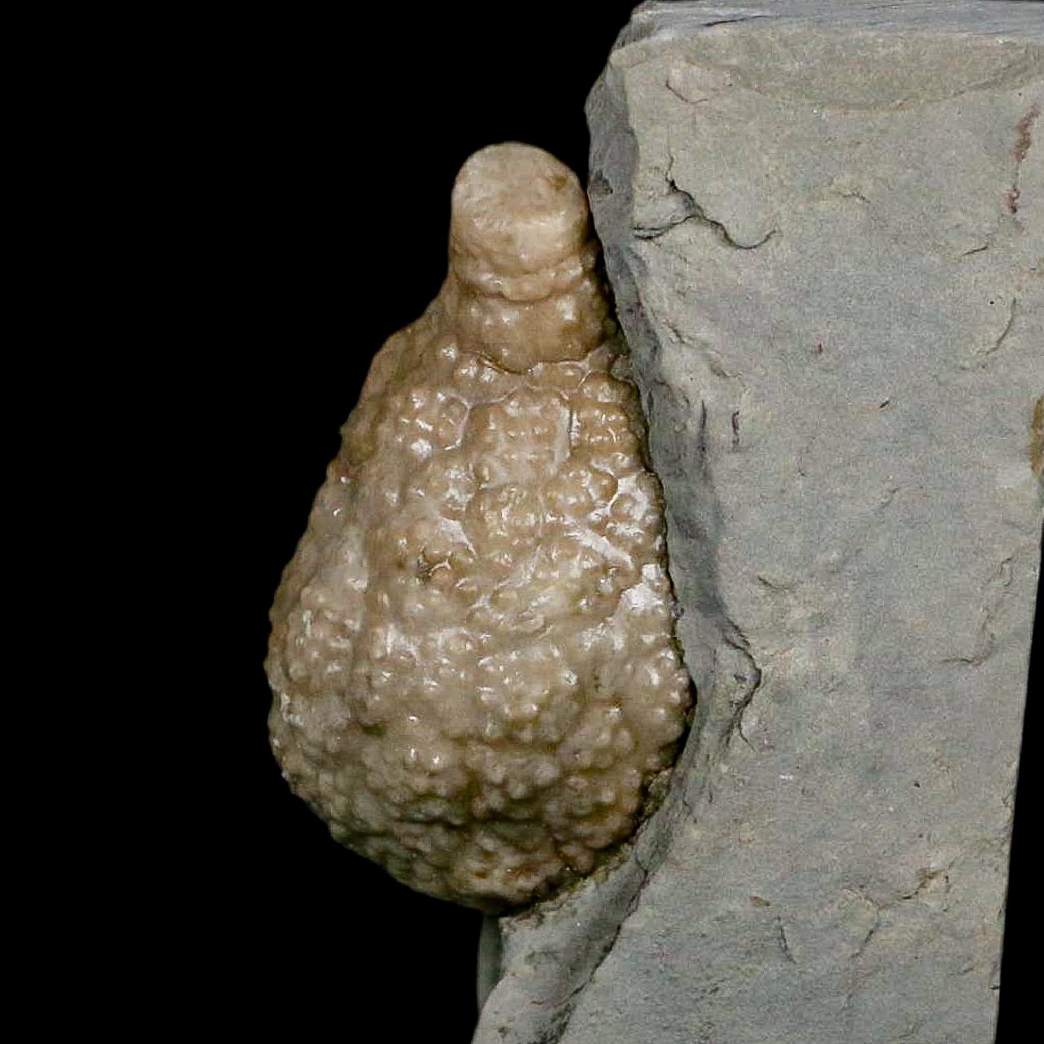 1.6" Holocystites Sp Crinoid In Matrix Fossil Silurian Age Osgood Shale Napoleon Indiana - Fossil Age Minerals