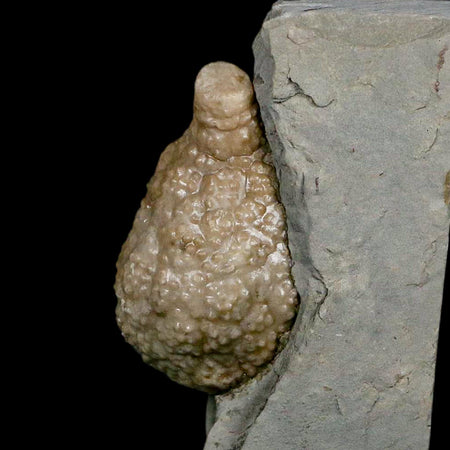 1.6" Holocystites Sp Crinoid In Matrix Fossil Silurian Age Osgood Shale Napoleon Indiana
