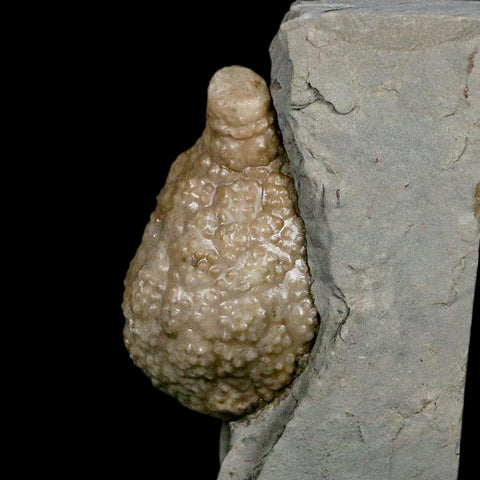 1.6" Holocystites Sp Crinoid In Matrix Fossil Silurian Age Osgood Shale Napoleon Indiana - Fossil Age Minerals