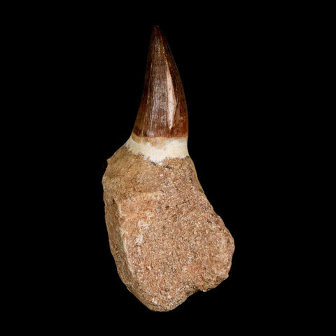 3.2" Mosasaur Prognathodon Fossil Tooth Jaw Section Cretaceous Dinosaur Era COA