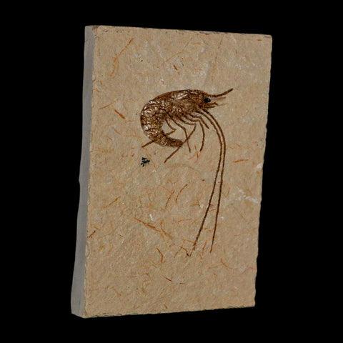 1.8" Fossil Shrimp Carpopenaeus Cretaceous Age 100 Mil Yrs Old Lebanon COA - Fossil Age Minerals