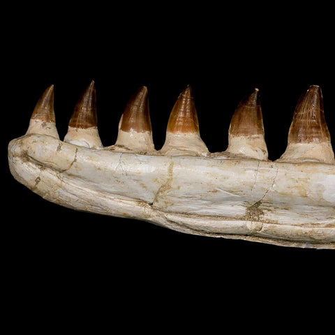 17.3" Mosasaur Prognathodon Fossil Jaw Section Teeth Cretaceous Dinosaur Era COA