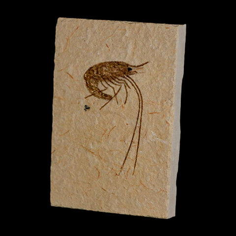 1.8" Fossil Shrimp Carpopenaeus Cretaceous Age 100 Mil Yrs Old Lebanon COA - Fossil Age Minerals