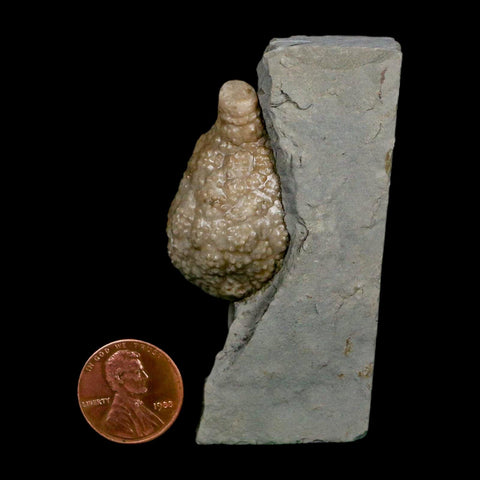 1.6" Holocystites Sp Crinoid In Matrix Fossil Silurian Age Osgood Shale Napoleon Indiana - Fossil Age Minerals