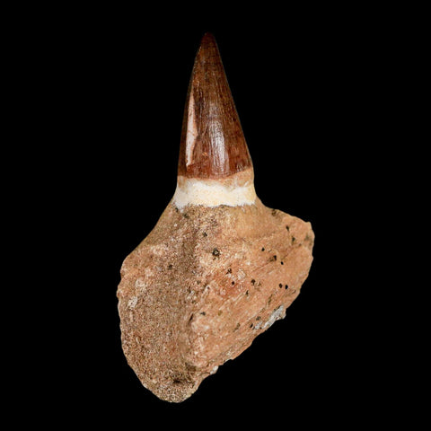 3.2" Mosasaur Prognathodon Fossil Tooth Jaw Section Cretaceous Dinosaur Era COA