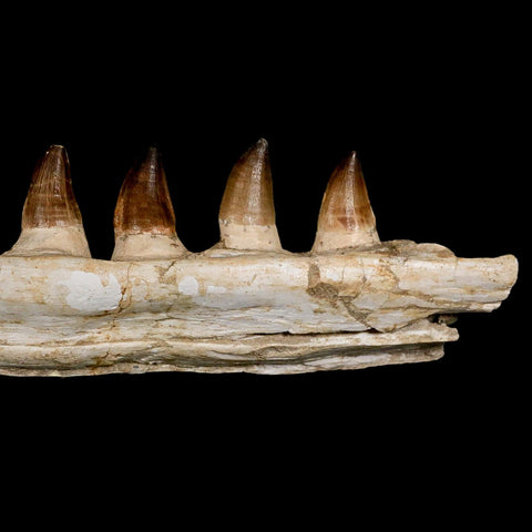 17.3" Mosasaur Prognathodon Fossil Jaw Section Teeth Cretaceous Dinosaur Era COA