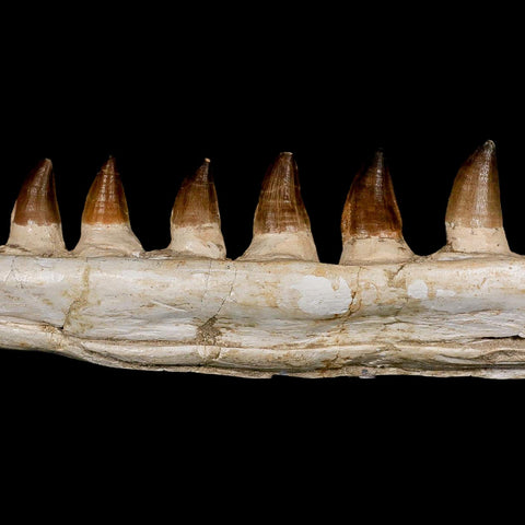 17.3" Mosasaur Prognathodon Fossil Jaw Section Teeth Cretaceous Dinosaur Era COA