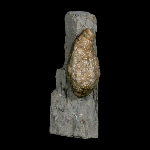 1.6" Holocystites Sp Crinoid In Matrix Fossil Silurian Age Osgood Shale Napoleon Indiana - Fossil Age Minerals