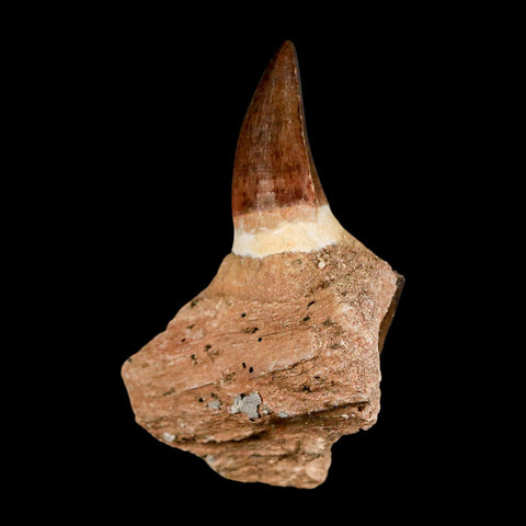 3.2" Mosasaur Prognathodon Fossil Tooth Jaw Section Cretaceous Dinosaur Era COA