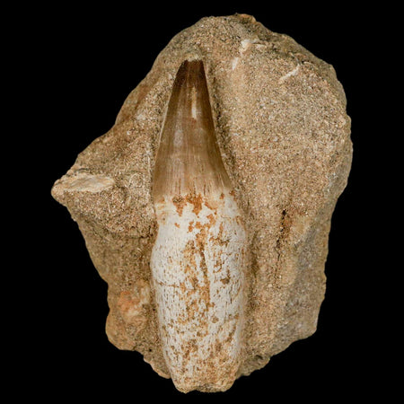 3" Mosasaur Prognathodon Fossil Tooth Rooted In Matrix Cretaceous Dinosaur Era
