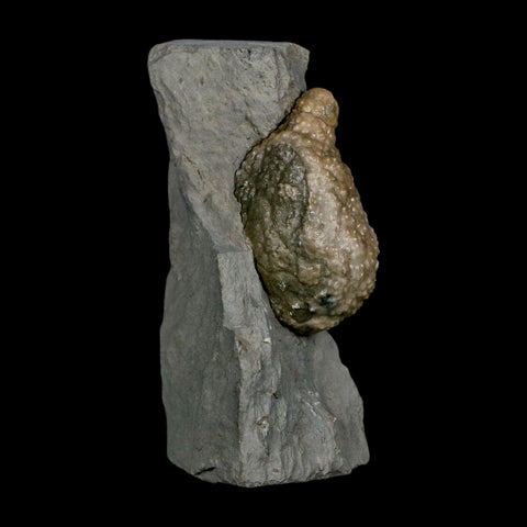 1.6" Holocystites Sp Crinoid In Matrix Fossil Silurian Age Osgood Shale Napoleon Indiana - Fossil Age Minerals