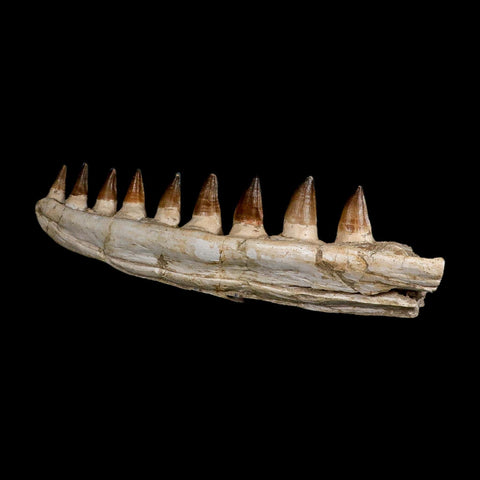 17.3" Mosasaur Prognathodon Fossil Jaw Section Teeth Cretaceous Dinosaur Era COA
