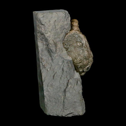 1.6" Holocystites Sp Crinoid In Matrix Fossil Silurian Age Osgood Shale Napoleon Indiana - Fossil Age Minerals