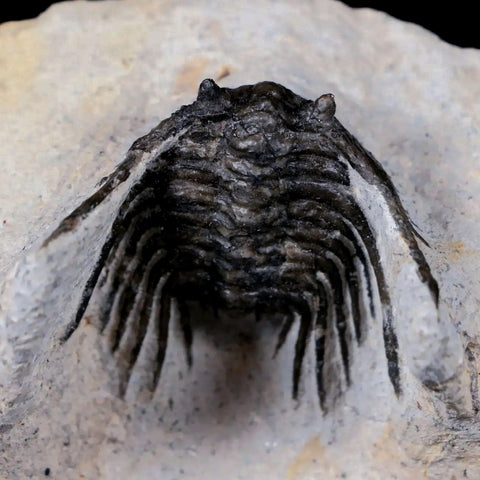 1.5" Leonaspis Sp Spiny Trilobite Fossil Morocco Devonian Age 400 Mil Yrs Old COA - Fossil Age Minerals