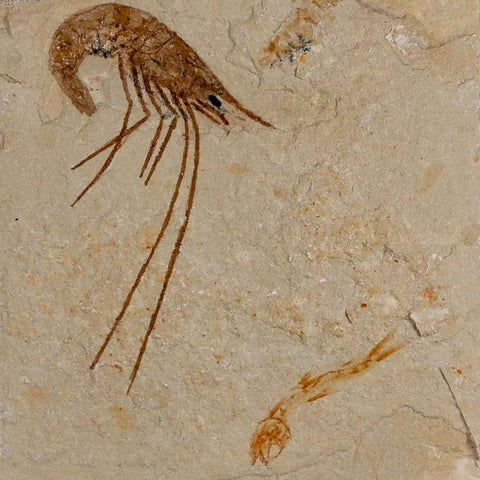 2" Fossil Shrimp Carpopenaeus Cretaceous Age 100 Mil Yrs Old Lebanon COA - Fossil Age Minerals