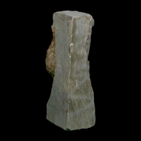 1.6" Holocystites Sp Crinoid In Matrix Fossil Silurian Age Osgood Shale Napoleon Indiana - Fossil Age Minerals