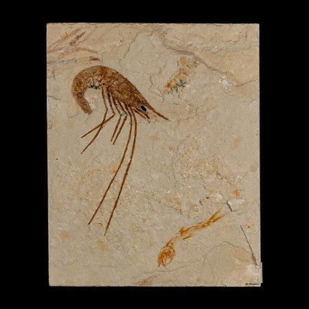 2" Fossil Shrimp Carpopenaeus Cretaceous Age 100 Mil Yrs Old Lebanon COA