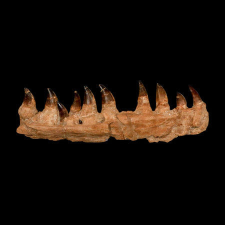 15.1" Mosasaur Prognathodon Fossil Jaw Section Teeth Cretaceous Dinosaur Era COA
