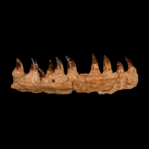 15.1" Mosasaur Prognathodon Fossil Jaw Section Teeth Cretaceous Dinosaur Era COA