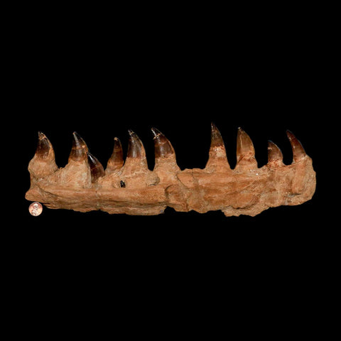 15.1" Mosasaur Prognathodon Fossil Jaw Section Teeth Cretaceous Dinosaur Era COA