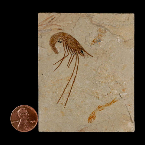 2" Fossil Shrimp Carpopenaeus Cretaceous Age 100 Mil Yrs Old Lebanon COA - Fossil Age Minerals
