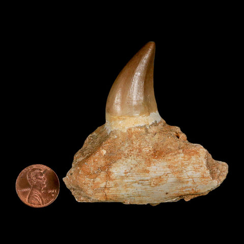 2.7" Halisaurus Mosasaur Fossil Tooth Jaw Section Cretaceous Dinosaur Era COA