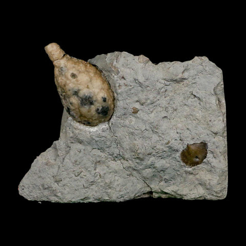 1.4" Holocystites Sp Crinoid In Matrix Fossil Silurian Age Osgood Shale Napoleon Indiana - Fossil Age Minerals