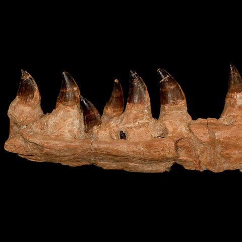 15.1" Mosasaur Prognathodon Fossil Jaw Section Teeth Cretaceous Dinosaur Era COA